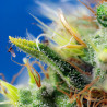Sweet Pure CBD Auto Strain - Sweet Seeds