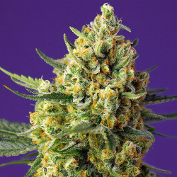 Crystal Candy XL Auto de Sweet Seeds en floraison