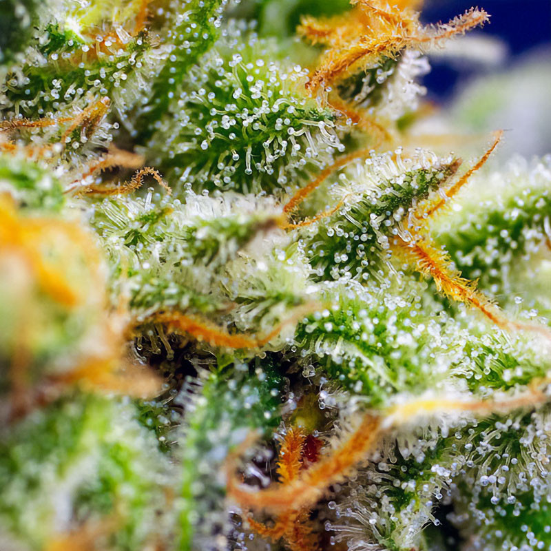 Crystal Candy XL Auto Strain - Sweet Seeds