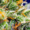 Crystal Candy XL Auto Strain - Sweet Seeds