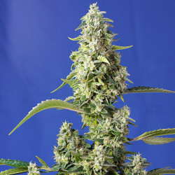 Plant de Gorilla Girl XL Auto de Sweet Seeds