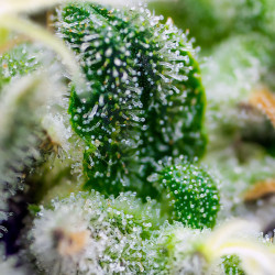 Trichromes de la Gorilla Girl XL Auto de Sweet Seeds