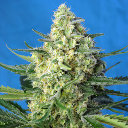 Jack 47 XL Auto de Sweet Seeds en floraison