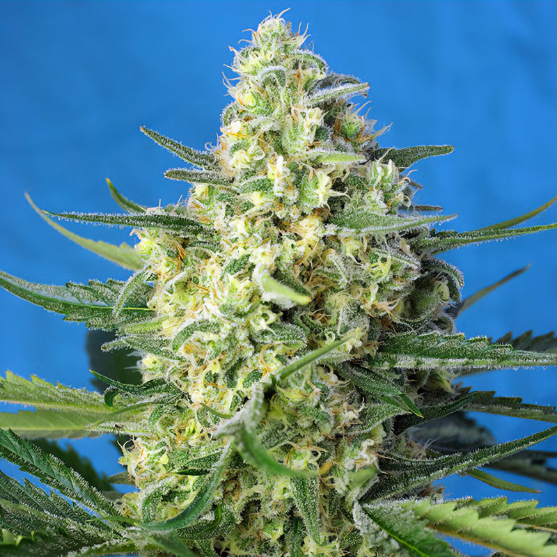 Jack 47 XL Auto Strain - Sweet Seeds