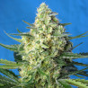 Jack 47 XL Auto Strain - Sweet Seeds