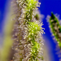Les trichromes de la Jack 47 XL Auto de Sweet Seeds