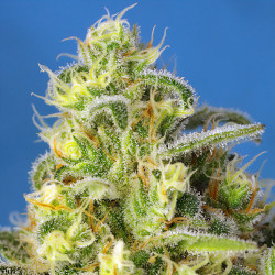 Jack 47 XL Auto de Sweet Seeds en intérieur
