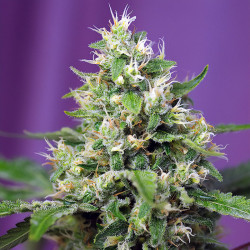 Sweet Amnesia Haze XL Auto de Sweet Seeds