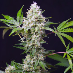 Plant de Sweet Amnesia Haze XL Auto de Sweet Seeds
