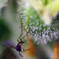 Les trichromes de la Sweet Amnesia Haze XL Auto de Sweet Seeds