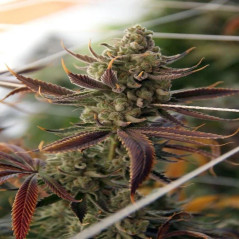 Conspiracy Kush Feminisierte Samen