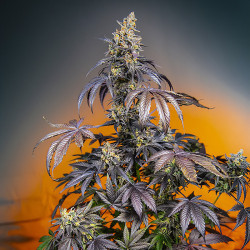 Red Gorilla Girl XL Auto de Sweet Seeds en intérieur