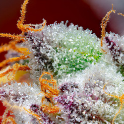 Les trichromes de la Red Gorilla Girl XL Auto de Sweet Seeds