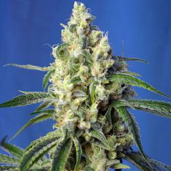 Green Poison CBD de Sweet Seeds en floraison