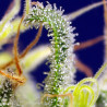 Green Poison CBD Strain - Sweet Seeds