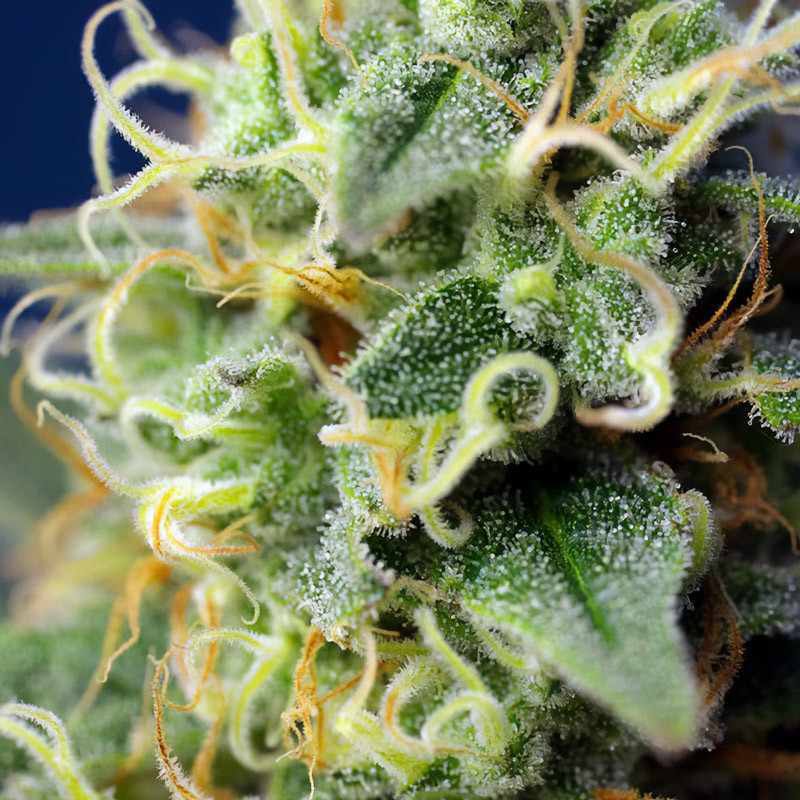 Green Poison CBD Strain - Sweet Seeds