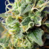 Green Poison CBD Strain - Sweet Seeds