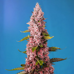 Red Hot Cookies de Sweet Seeds en intérieur