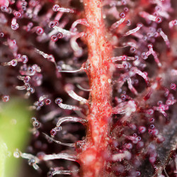 Les trichromes de la Red Hot Cookies de Sweet Seeds