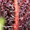 Red Hot Cookies Strain - Sweet Seeds