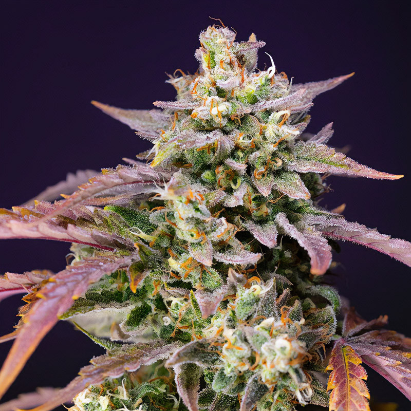 Purple Punch OG XL Auto - Sweet Seeds Purple Punch OG XL Auto - Sweet Seeds