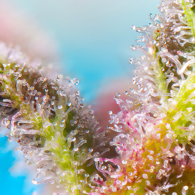 Purple Punch OG XL Auto - Sweet Seeds Purple Punch OG XL Auto - Sweet Seeds