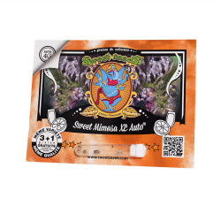 Sweet Mimosa XL Auto de Sweet Seeds