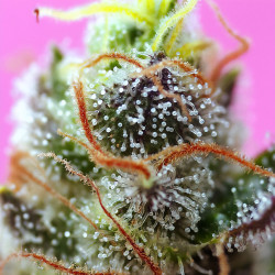 Sweet Mimosa XL Auto de Sweet Seeds