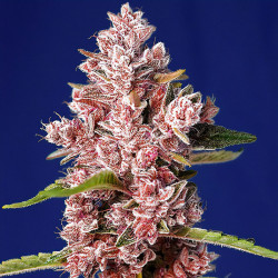 Tropicanna Poison F1 Fast Version de Sweet Seeds