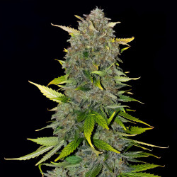 Blue Dream Matic Auto de FastBuds en intérieur