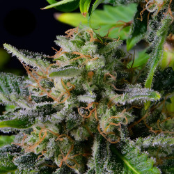Blue Dream Matic Auto de FastBuds en extérieur