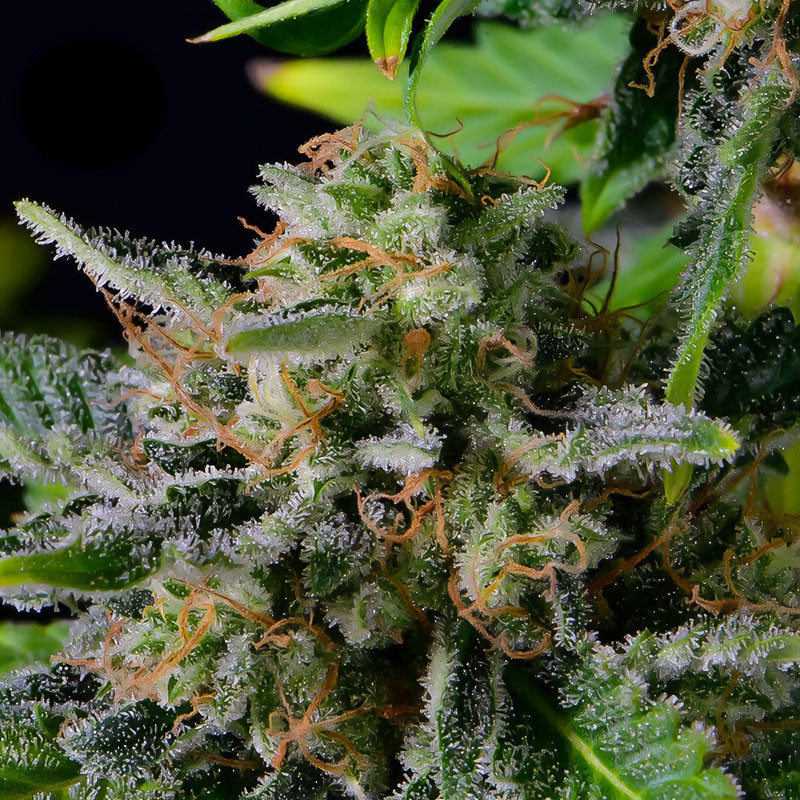 Blue Dream Matic Auto Strain - FastBuds