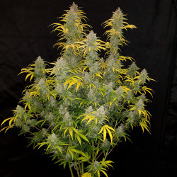 Rendement de la Blue Dream Matic Auto de FastBuds