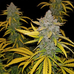 Blue Dream Matic Auto de FastBuds en floraison
