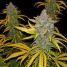 Blue Dream Matic Auto Strain - FastBuds