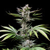 Cherry Cola Auto Strain - FastBuds