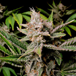 Cherry Cola Auto de FastBuds en extérieur