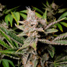 Cherry Cola Auto Strain - FastBuds