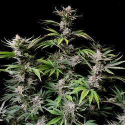 Cherry Cola Auto de FastBuds en floraison