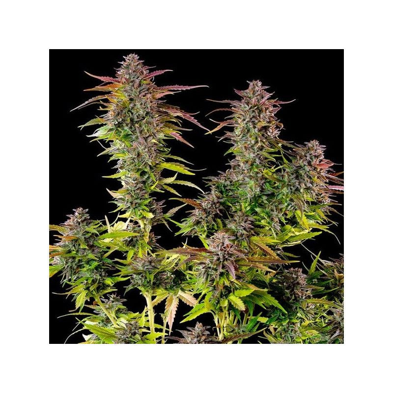 Cookies Gelato Strain - Royal Queen Seeds