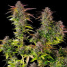 Cookies Gelato Strain - Royal Queen Seeds
