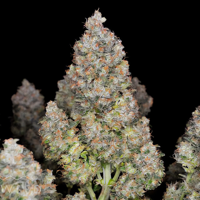 BubbleGum Auto - FastBuds BubbleGum Auto - FastBuds