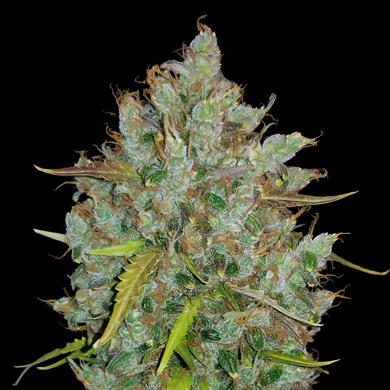 BubbleGum Auto - FastBuds BubbleGum Auto - FastBuds