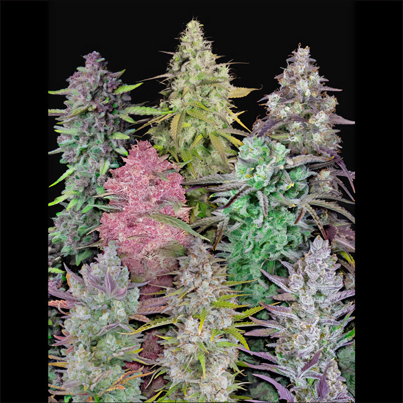 Mix Pack Auto - Fastbuds Mix Pack Auto - Fastbuds