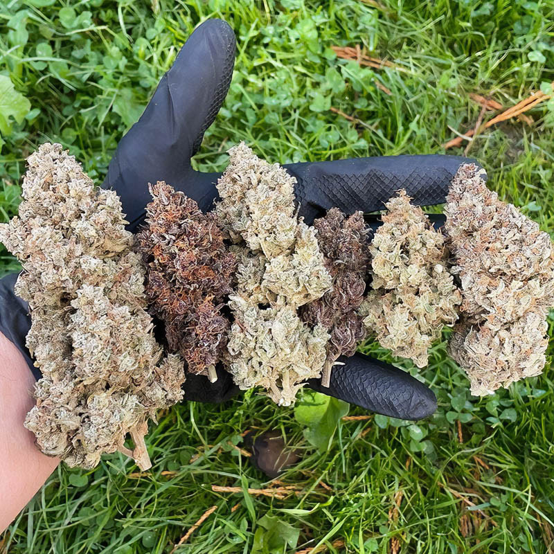 Mix Pack Auto - Fastbuds Mix Pack Auto - Fastbuds