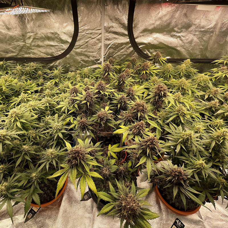 Mix Pack Auto - Fastbuds Mix Pack Auto - Fastbuds