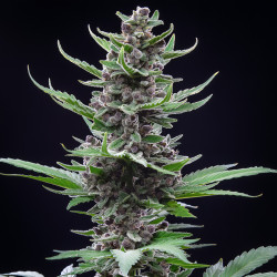 Tropicana Cookies Auto de Fastbuds en intérieur