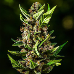 Tropicana Cookies Auto de Fastbuds en floraison