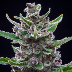 Bud de Tropicana Cookies Auto de Fastbuds