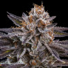OMG Strain - Ripper Seeds